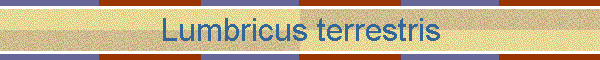 Lumbricus terrestris