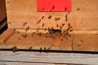 Bienen 2