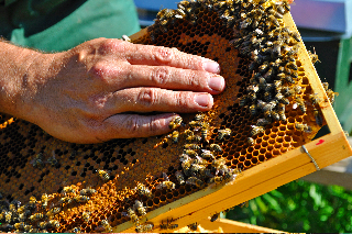 Bienen 3