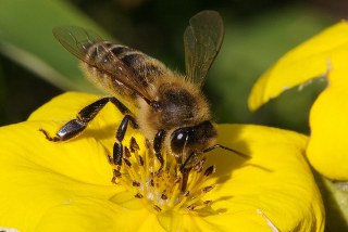 Bienen 1